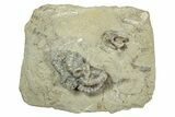Fossil Starfish (Onychaster & Calyptactis) Plate - Indiana #243930-1